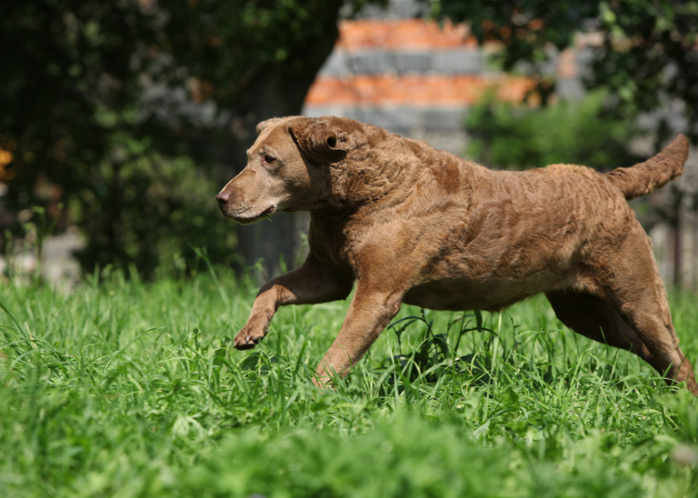 #33. Chesapeake Bay retriever (tie)